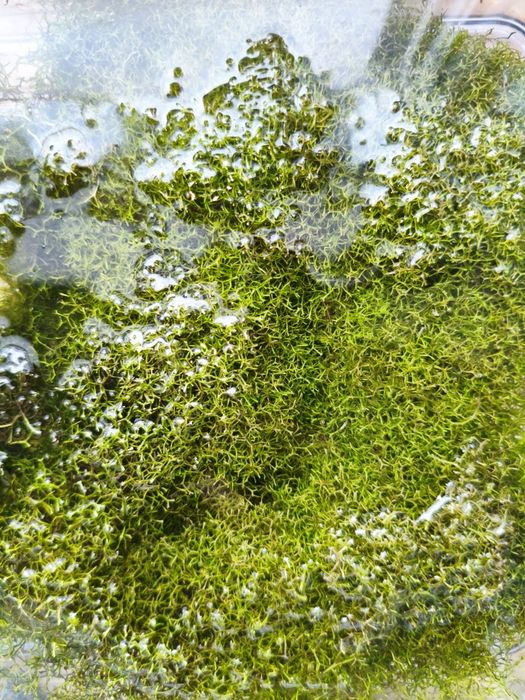 Riccia Fluitans trawnik akwariowy rośliny