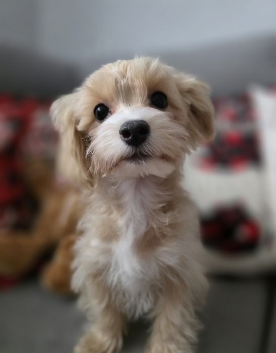 Maltipoo chłopiec