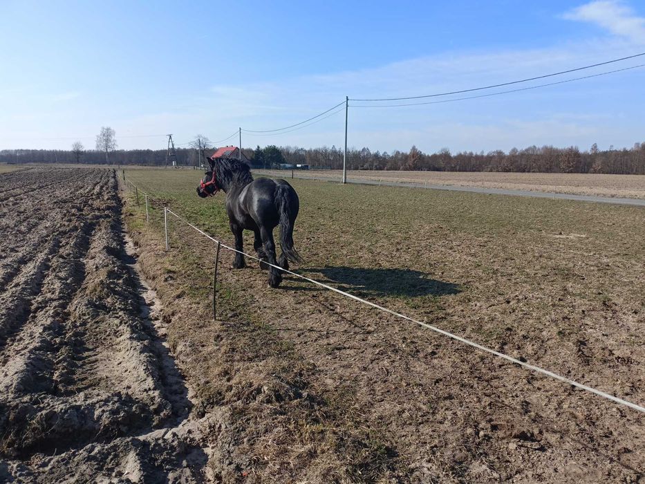 Ogier sztum 81pkt. zamiana/sprzedaż