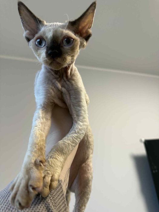 Devon rex kociak drx