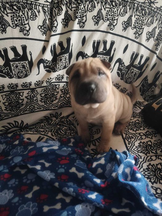 shar pei bebé com 2 meses