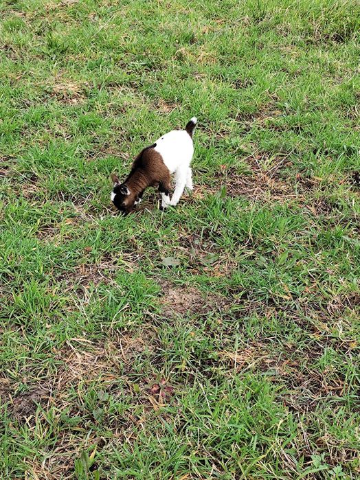 Vendo casal de cabras anãs nascidas a 08Fev