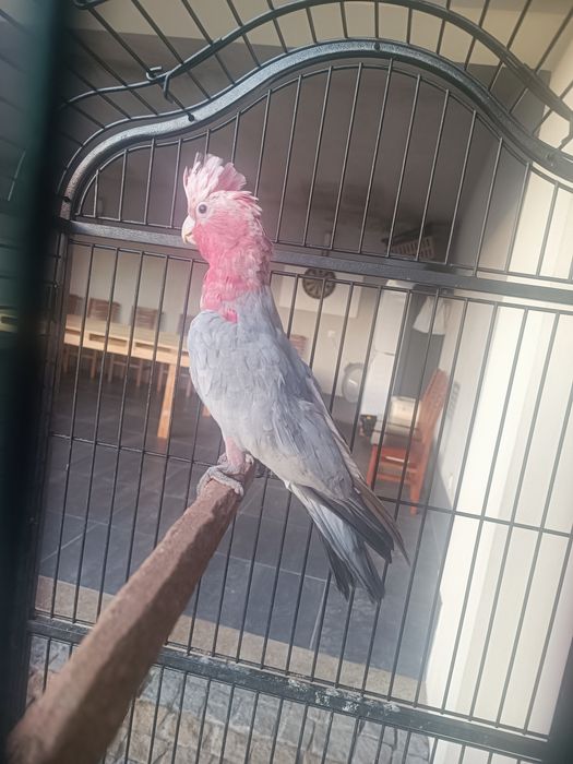 Catatuas   Galah