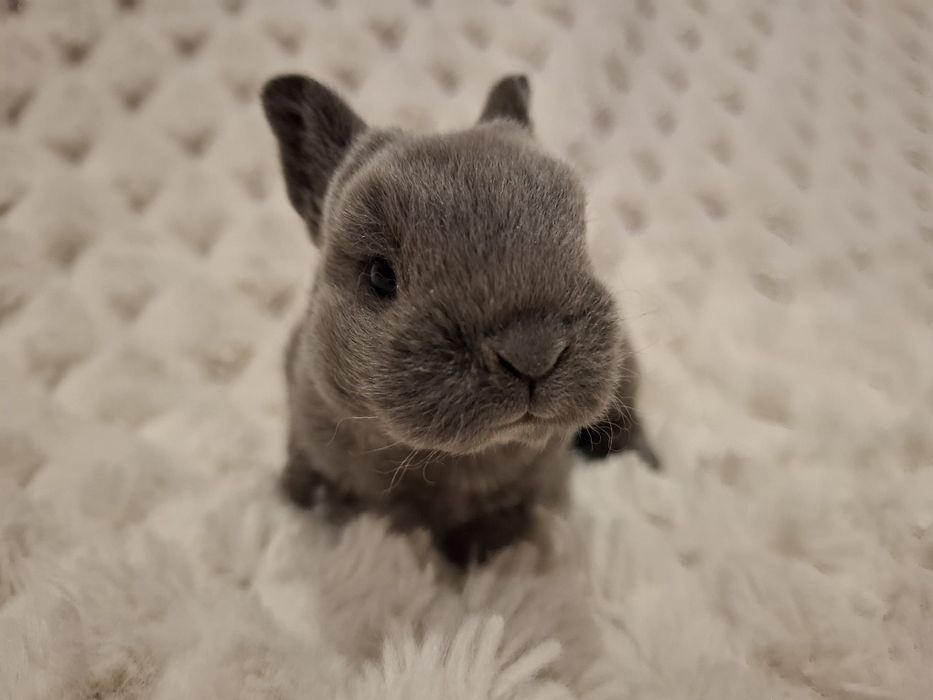 Królik króliczek karzełek rex miniaturka mini  lop