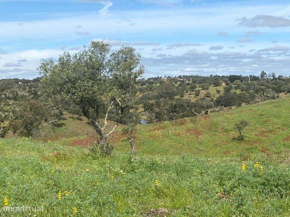 Terreno Rustico com Olival em Vila Nova de São Bento - Serpa