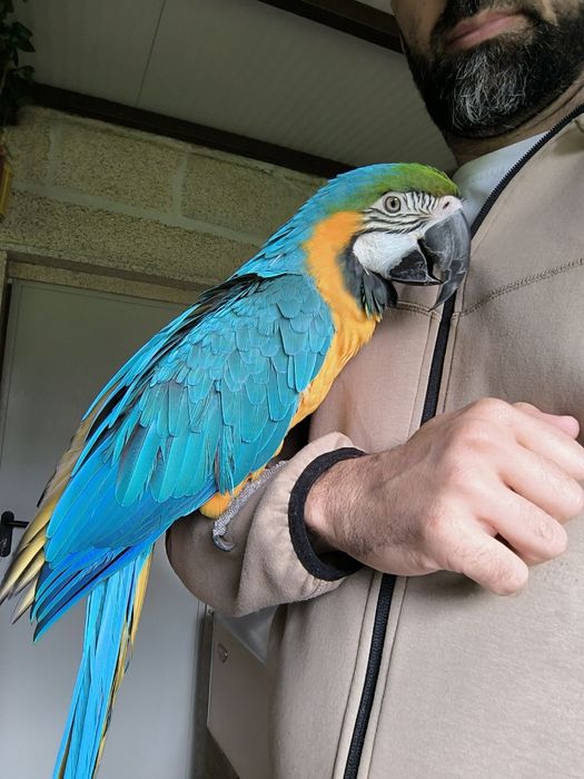 Arara Ararauna femea