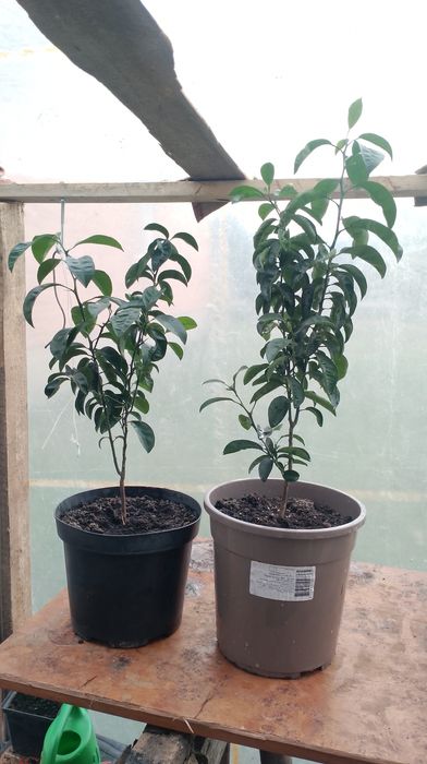 Drzewka mandarynki sztuka 70 zł polecam