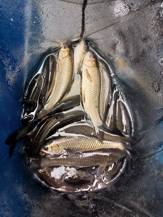 Amur 12-15  cm, ryby do stawu,  oczka wodnego, dowóz