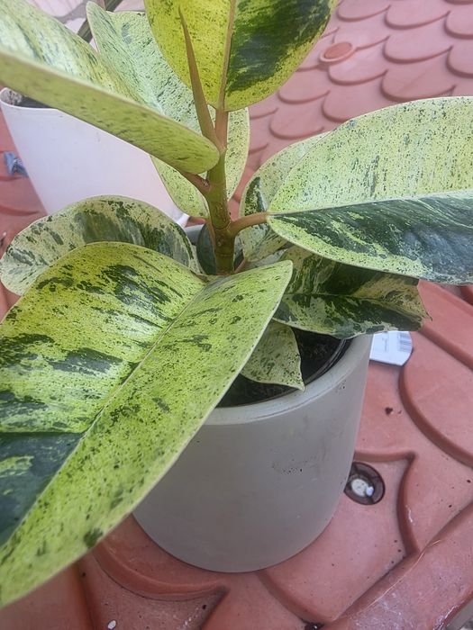 Ficus Shivereana Moonshine