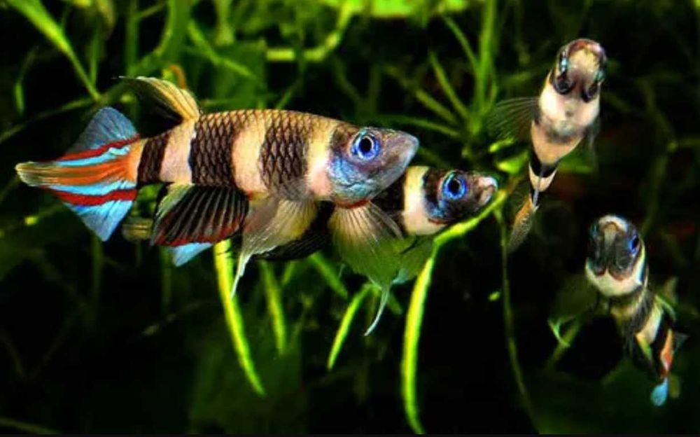 Szczupieńczyk karłowaty - Epiplatys annulatus - dowóz, wysyłka