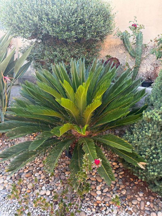 Várias plantas de jardim