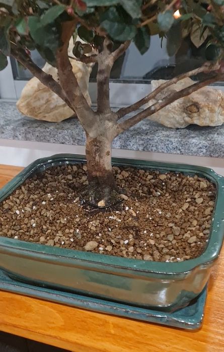 Bonsai Loropetalum