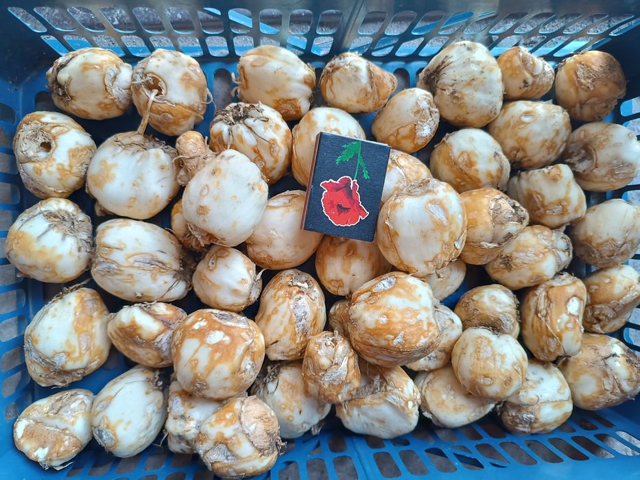 Луковица царской короны рябчик