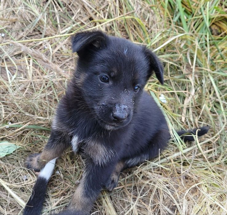 Красиве цуценя 2 міс