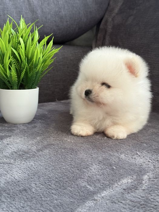 Біле янголятко - неймовірний Померанський хлопчик