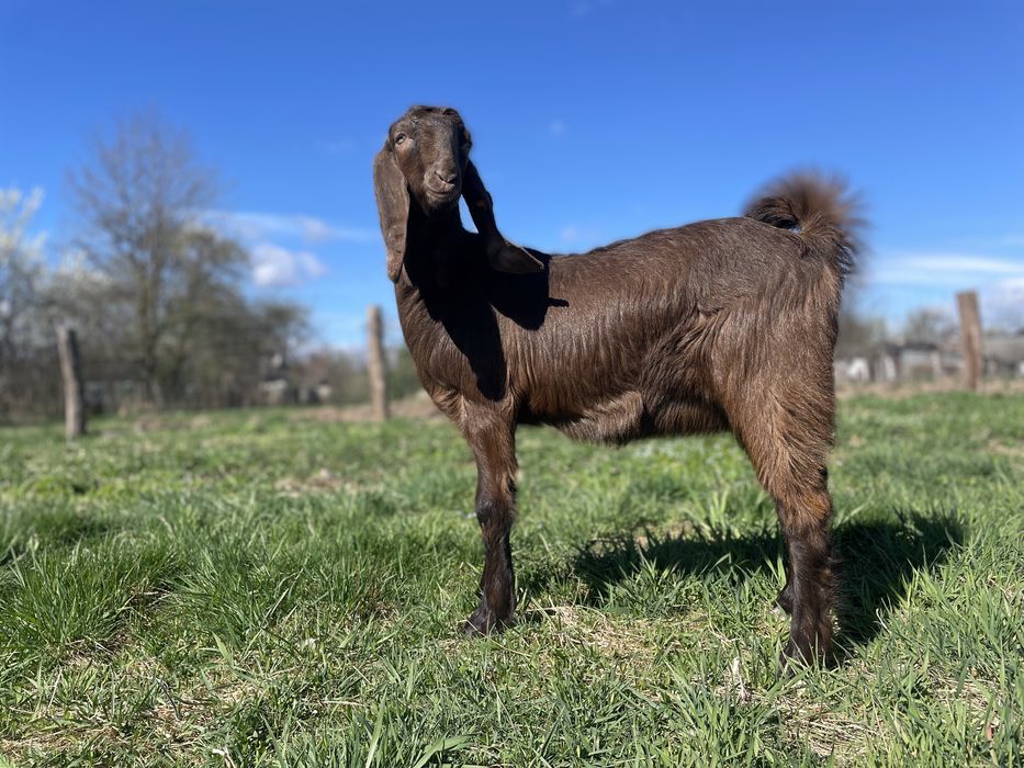 В продажі кози й козлики Дамаська Шамі Дамасская Шами