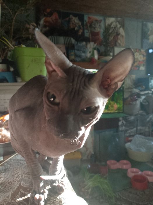 Кот ищет невесту.
