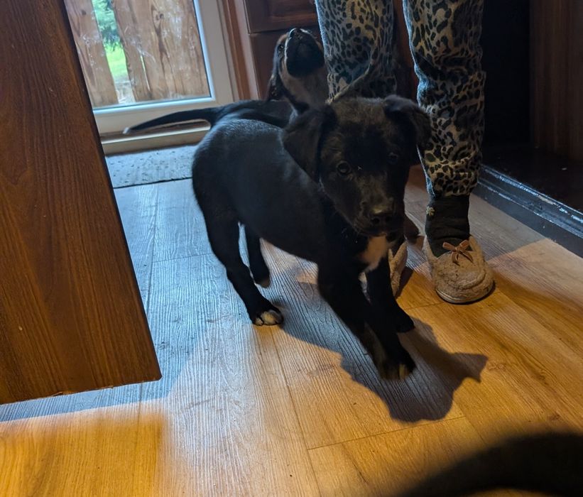 Mam do oddania Suczkei