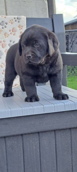 Labrador retriever czarny szczeniak