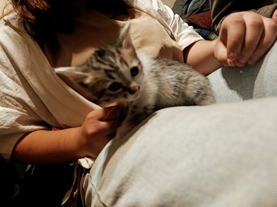 котята в добрые руки ищут семью