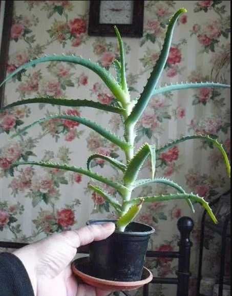 Aloes drzewiasty trzyletni duża roślina domowy lek panaceum