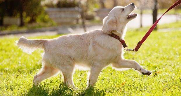 Pet Walking e Pet Sitting485670381442181120