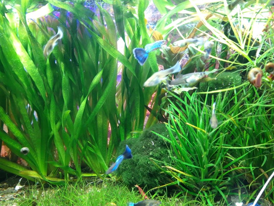 Rosliny akwariowe Eriocaulon, Gałezatka, Vallisneria Asiatica