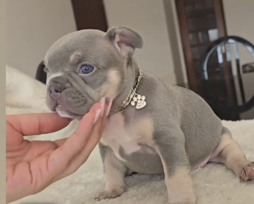 Bulldog Francês Lilac  excelente genetica