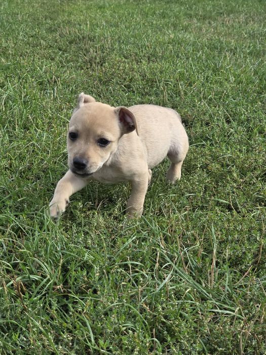 Trixi, szczeniak do adopcji