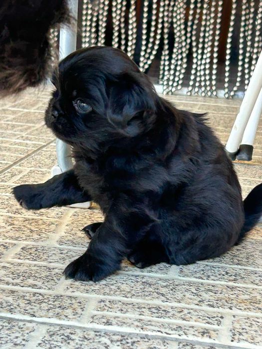Fêmea fofinha - filha de pai pug puro