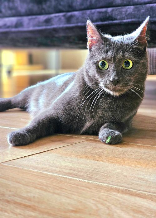 Kotka bez ogonka do odpowiedzialnej adopcji