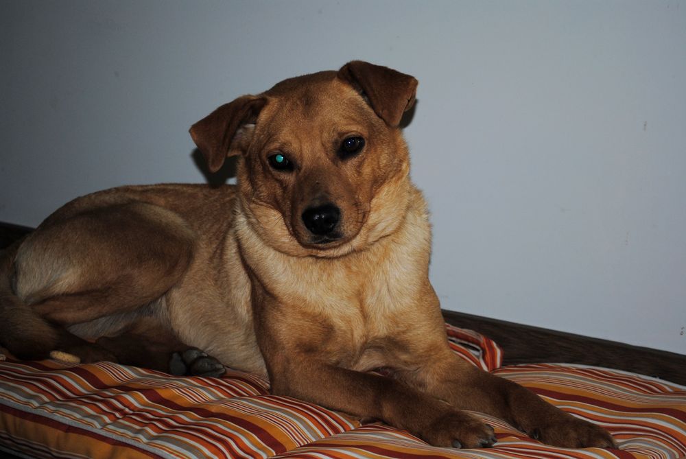 Rukola czeka na adopcję