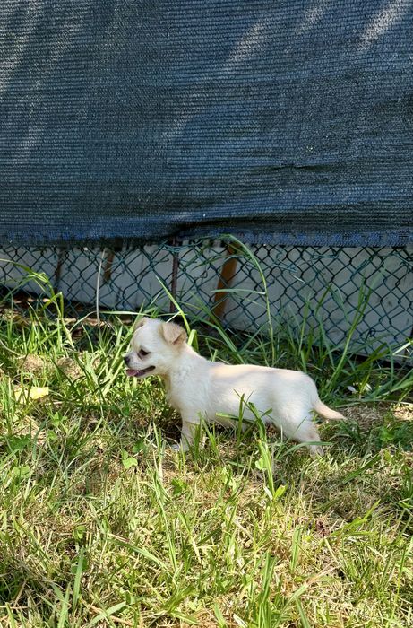 Chihuahua pelo longo com LOP