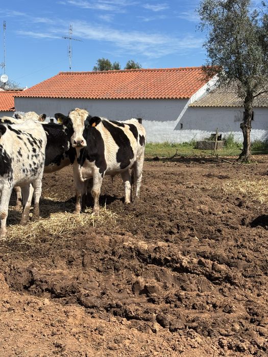 Venda 11 novilhas e um touro