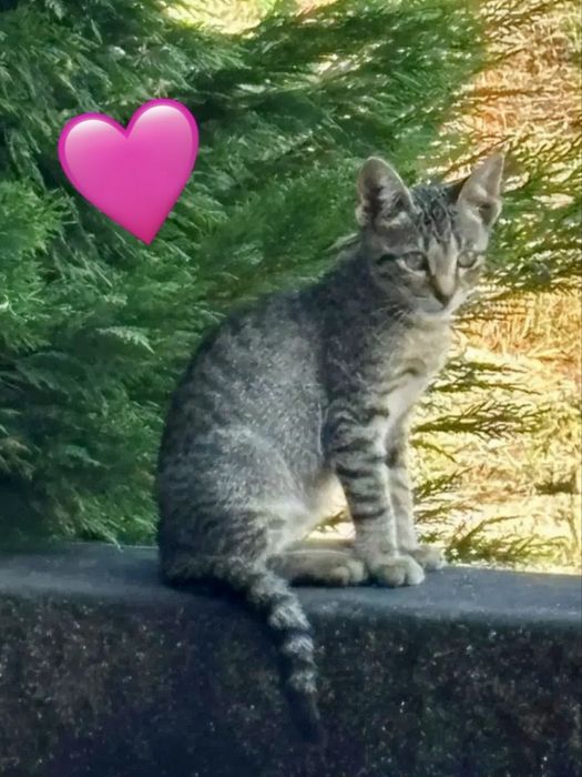 Gatinhos bebés para adoção responsável