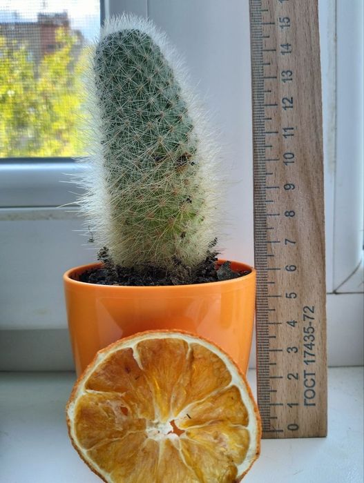 кактус большой пушистый