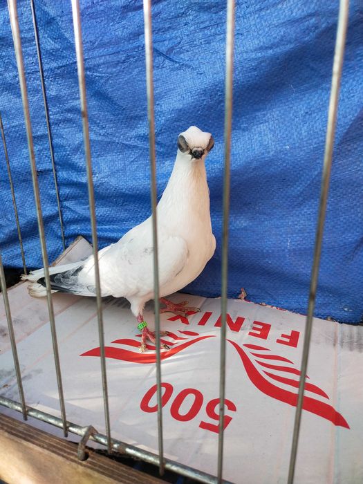 Szek Polski- winerek