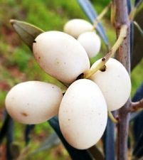 Oliveira de azeitona Branca - Para azeite ou curtir