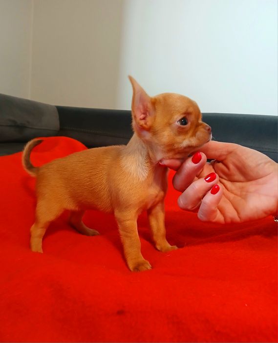 #Piękna suczka chihuahua #