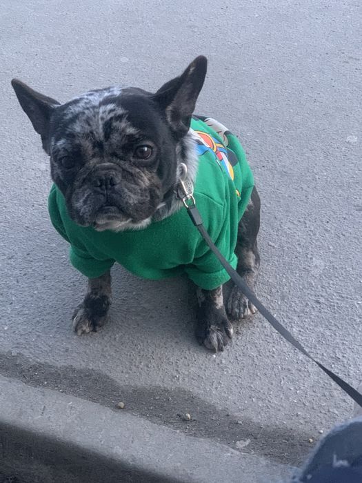 Шикарный мальчик Французик Арлекин дарк мерль ждет дам НА ВЯЗКУ!