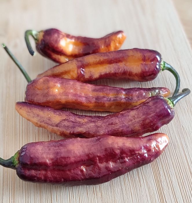 OFERTA Portes Envio , Sementes Pimentas Nucleares