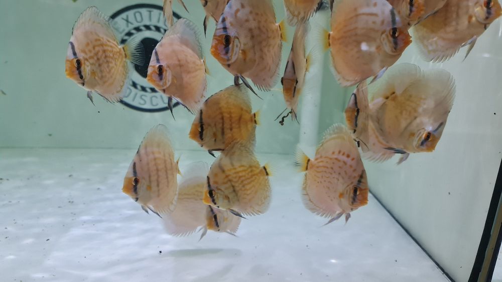 Cobalt Kobalt Piwowarski