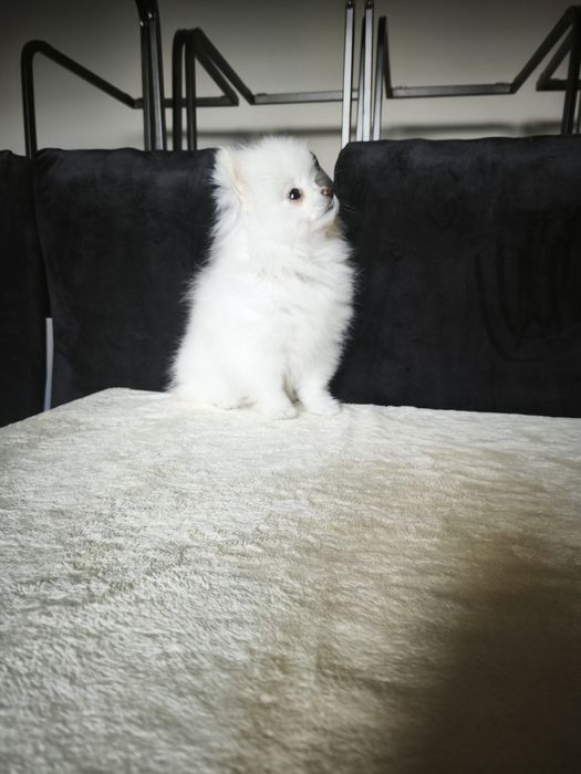 Szpic miniaturowy pomeranian