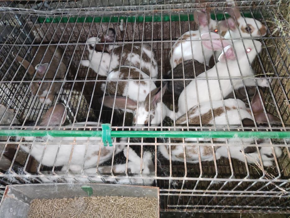 Coelhos para criação ou consumo