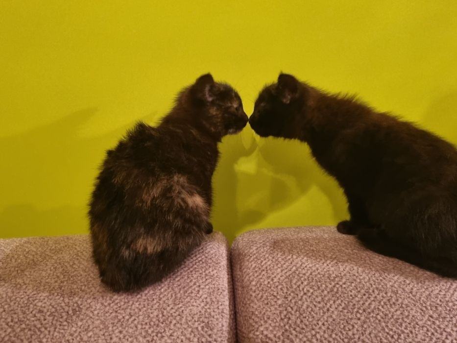 Oddam kotki w dobre ręce