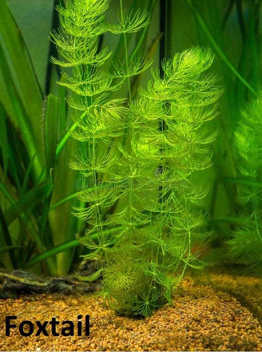 Plantas de aquário de fácil manutenção