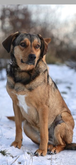 Młoda sunia do adopcji