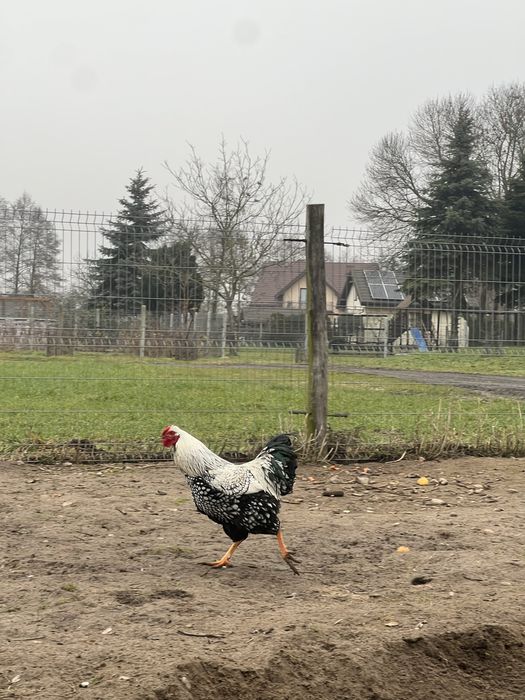 Sprzedam koguta wyandotte