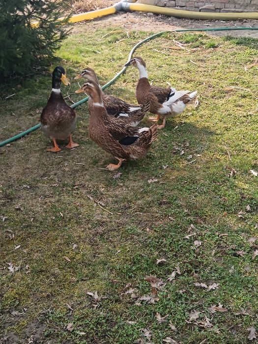 jajka lęgowe kaczek staropolskich