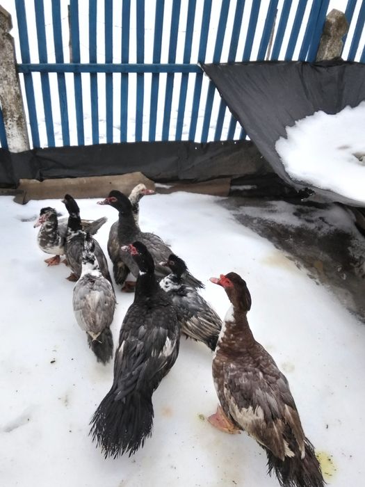 Індокачки. Качки та качури.